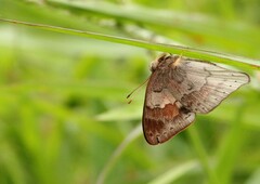 Euselasia thucydides