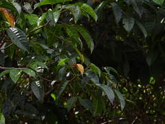 Caryocar microcarpum