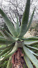 Aloe marlothii