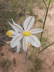 Chlorophytum cooperi