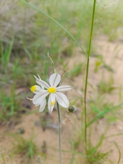 Chlorophytum cooperi
