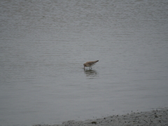 Limosa lapponica baueri