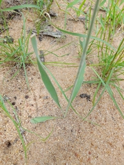 Chlorophytum cooperi