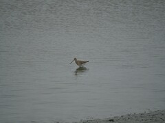 Limosa lapponica baueri
