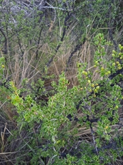 Condalia microphylla