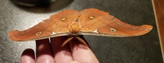 Antheraea godmani