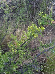 Condalia microphylla