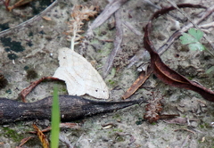 Scopula umbilicata