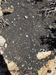 Procavia capensis capensis