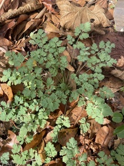 Corydalis micrantha