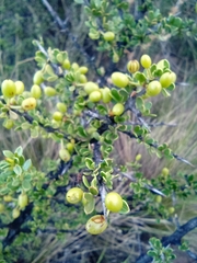 Condalia microphylla