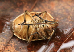 Chlorochroa pinicola