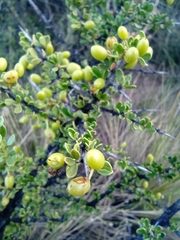 Condalia microphylla