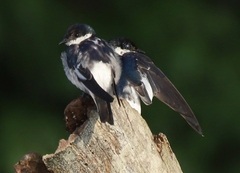 Tachycineta albiventer