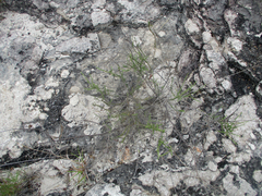 Jamesbrittenia atropurpurea