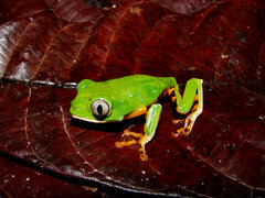 Callimedusa tomopterna