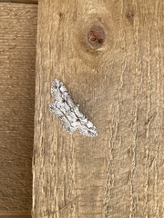 Cymatophora approximaria