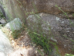 Galium fendleri