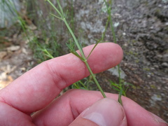 Galium fendleri