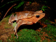 Rhinella