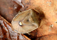 Chlorochroa pinicola