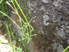 Galium fendleri