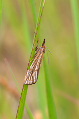 Thisanotia chrysonuchella