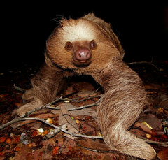 Choloepus didactylus