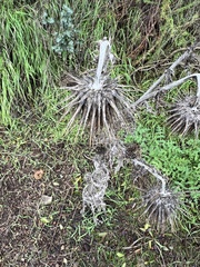 Cirsium occidentale