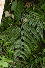 Deparia boryana