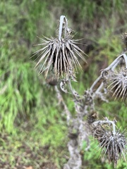 Cirsium occidentale