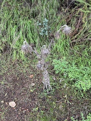 Cirsium occidentale