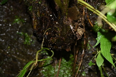Deparia boryana