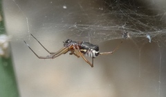 Frontinellina frutetorum