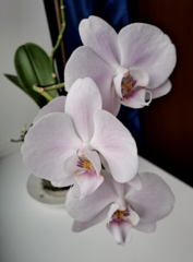 Phalaenopsis