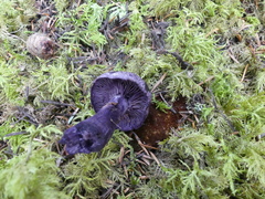 Cortinarius camphoratus