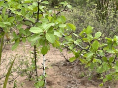 Commiphora