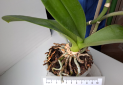 Phalaenopsis