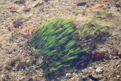 Batrachium