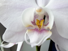 Phalaenopsis