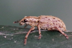 Sitona macularius