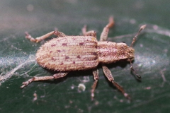 Sitona macularius
