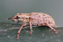Sitona macularius