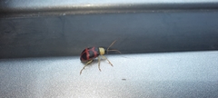Diabroticina
