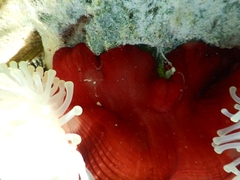 Heteractis magnifica