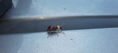 Diabroticina