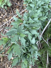 Romneya coulteri