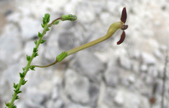 Jamesbrittenia atropurpurea