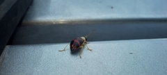 Diabroticina