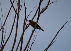 Turdus migratorius